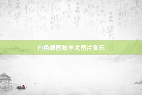 白色德国牧羊犬图片赏玩