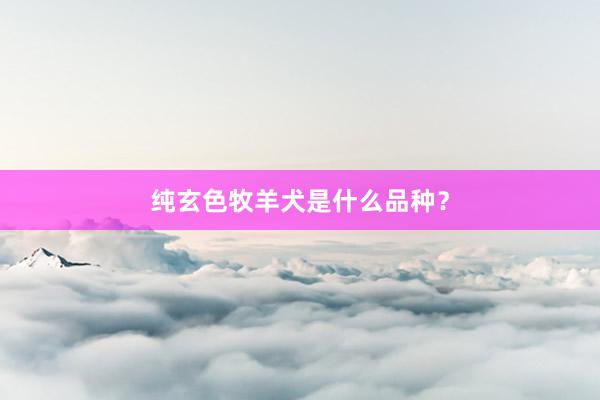 纯玄色牧羊犬是什么品种?